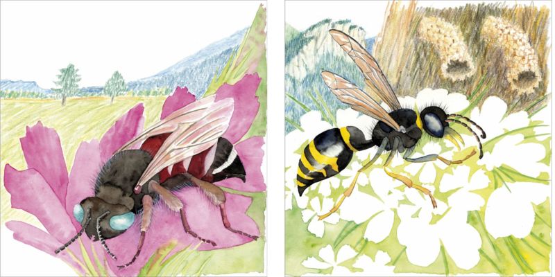 Philatelie Liechtenstein Bienen 2008